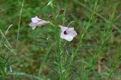 Parasopubia delphiniifolia